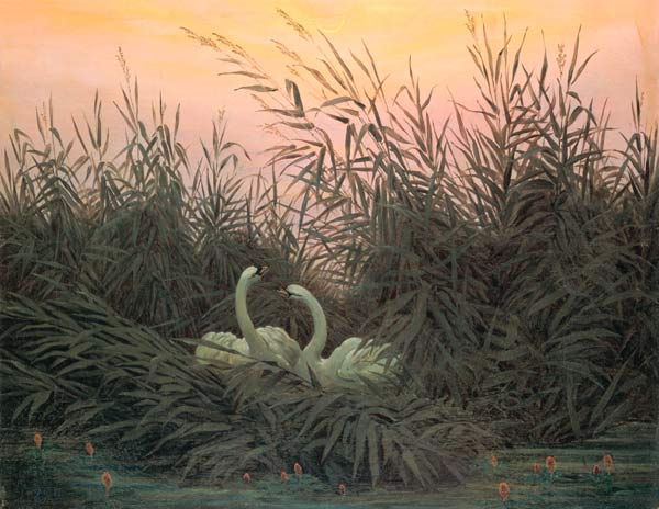 Swans in the Reeds from Caspar David Friedrich
