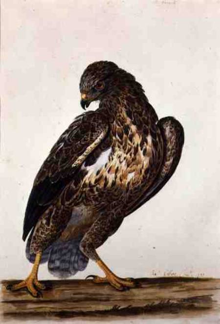 The Common Buzzard from Charles Collins