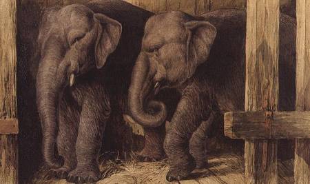 Two elephants from Charles Edward Brittan