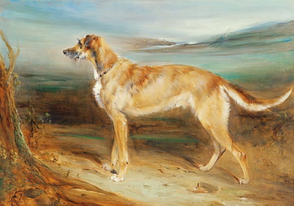 A Scottish Deerhound from Charles Hancock