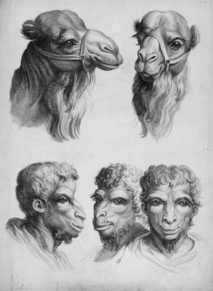 Similarities Between the Head of a Camel and a Man, from 'Livre de portraiture pour ceux qui commenc from Charles Le Brun