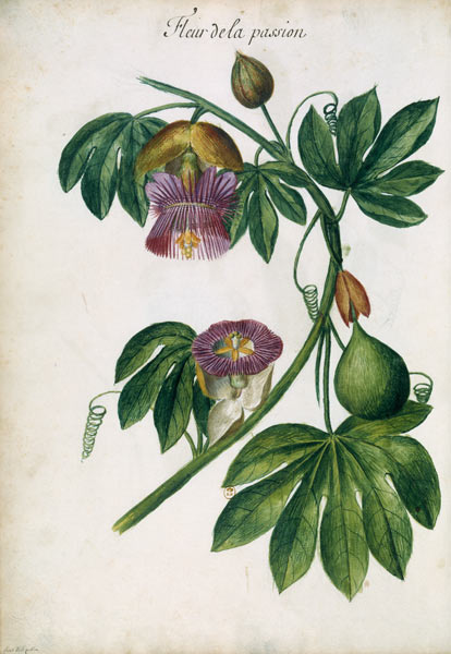 Passionflower / Ch.Plumier from Charles Plumier