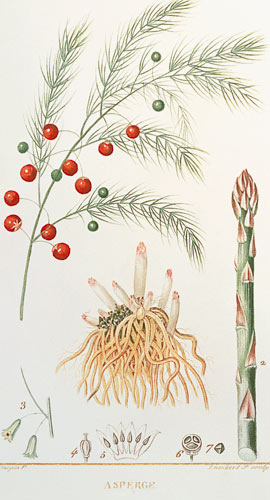 Asparagus: from "Flore Medicale", 1814 from Chaumeton