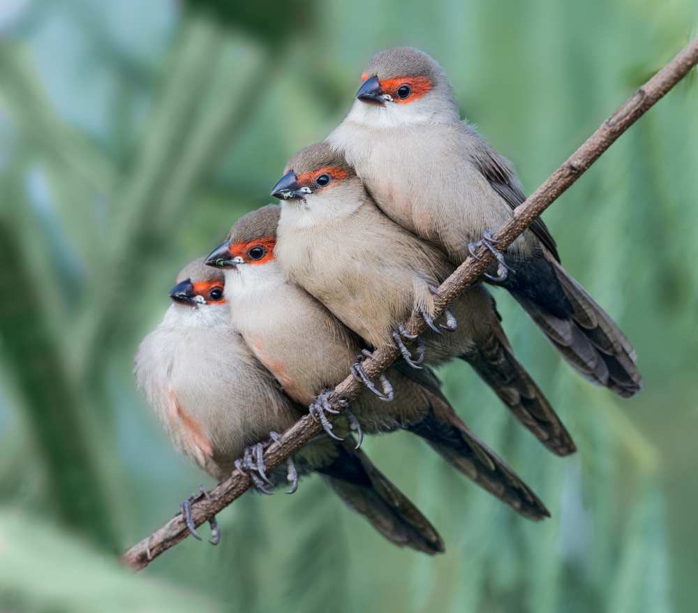 Common Waxbill from Cheng Chang