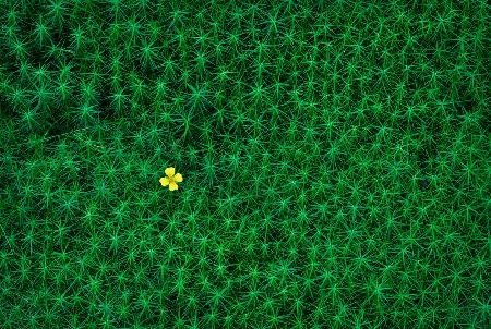 Eine kleine Blume,die im Moos wächst und auf Schwedisch „Bärenmoos“ genannt wird