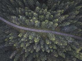 Kleine Straße durch den Wald