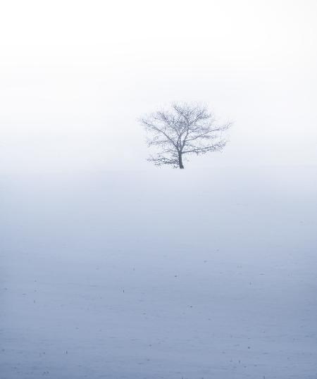 Kleiner Baum auf einem Hügel bei nebligem Wetter mit Schneefall
