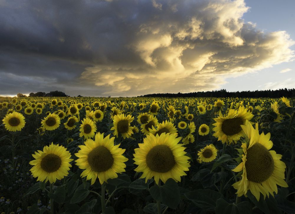 Sunflowers in Sweden. from Christian Lindsten