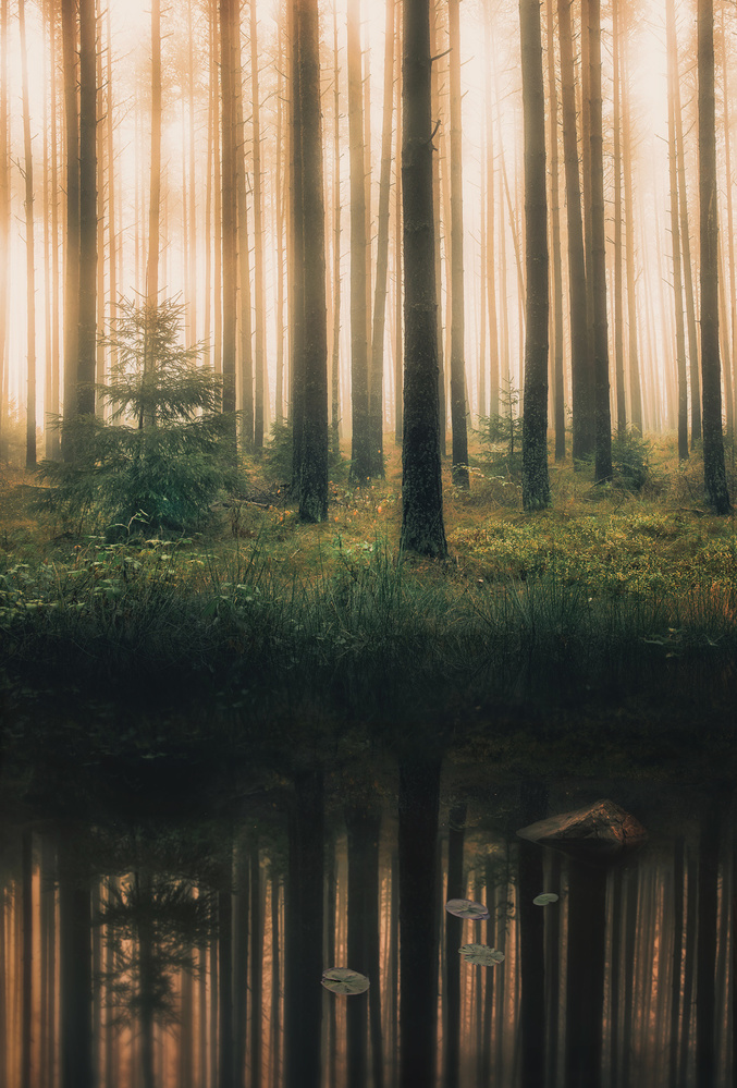 Spiegelung im nebligen Wald from Christian Lindsten