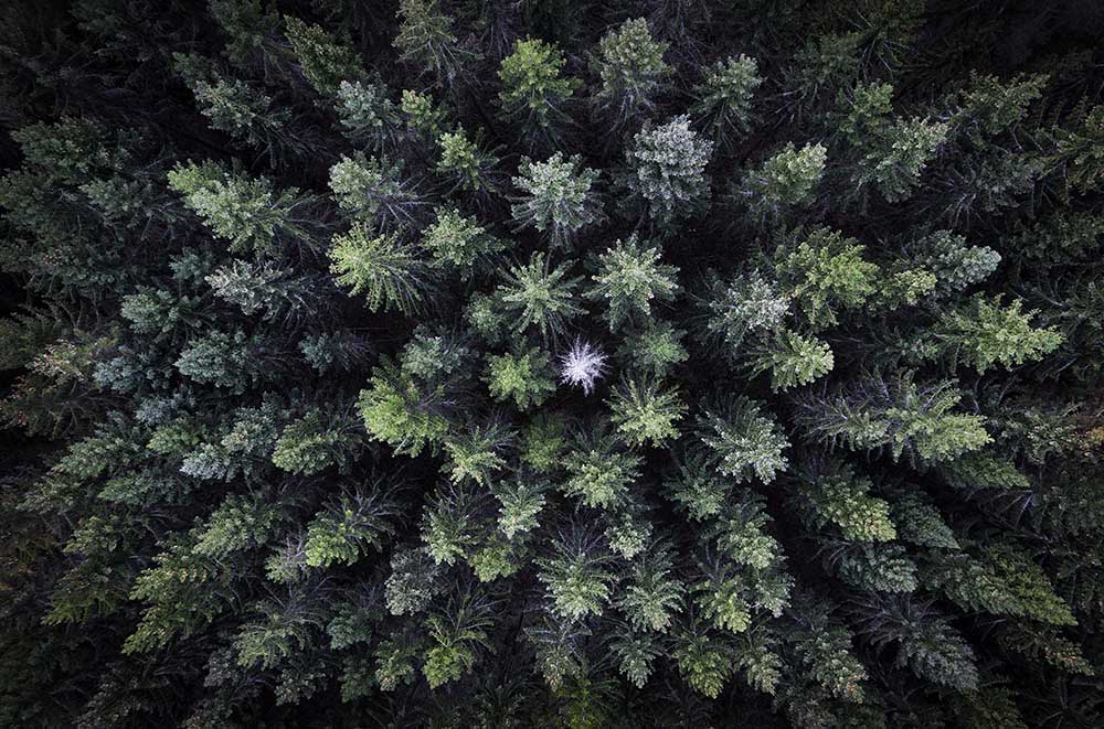 Toter Baum, umgeben von lebendigen Bäumen, Drohnenfoto. from Christian Lindsten