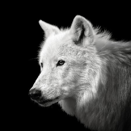 Weißer Wolf #2