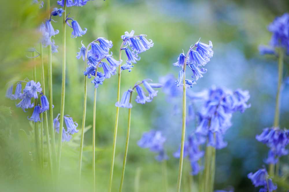 English Bluebells im Woodchester Park, Nympsfield, Gloucestershire from Christian Müringer