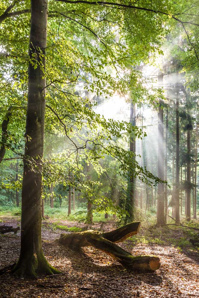 Sonnenstrahlen nach dem Regen in den Taunus-Buchenwäldern from Christian Müringer