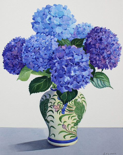Blue Hydrangeas from Christopher  Ryland