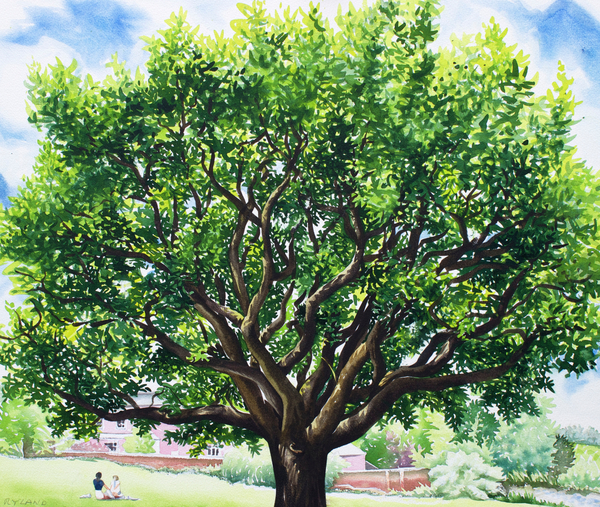 Summer Oak Tree from Christopher  Ryland