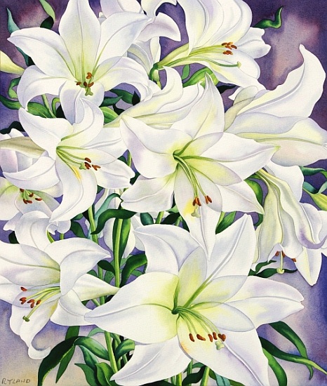 White Lilies from Christopher  Ryland