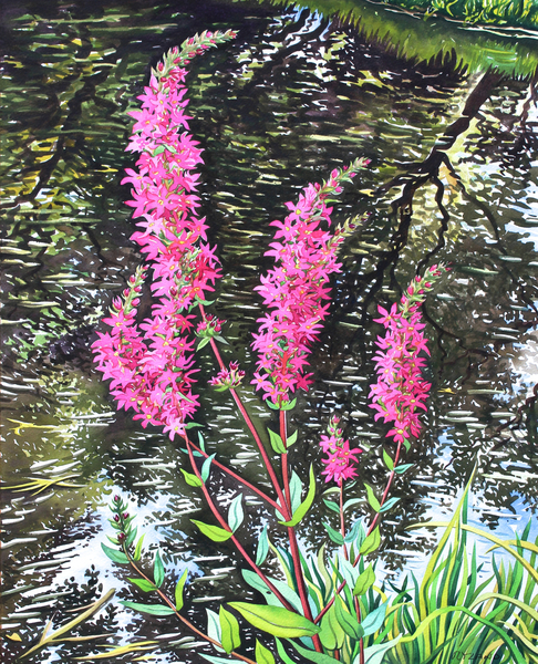 Wild Loosestrife from Christopher  Ryland