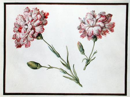 Carnations from Claude Aubriet