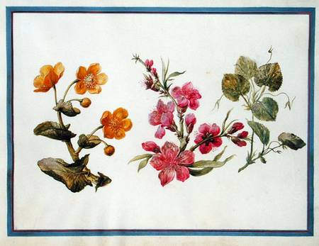 Marsh Marigold, Japonica, Violet  on from Claude Aubriet