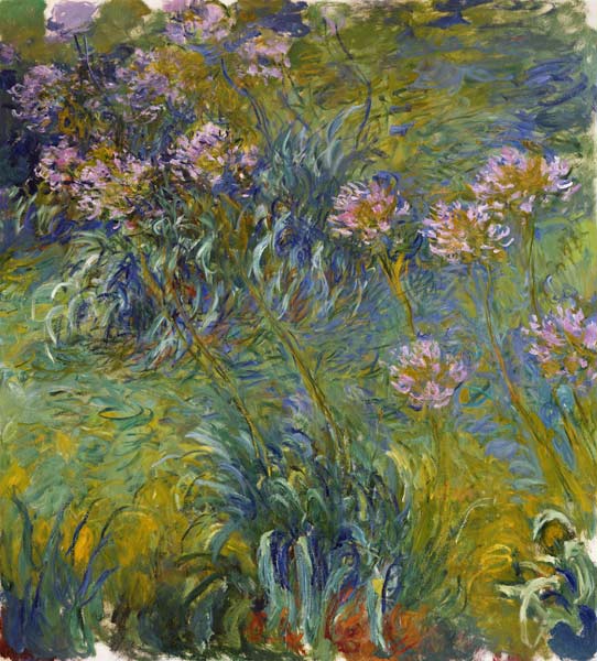 Agapanthus from Claude Monet