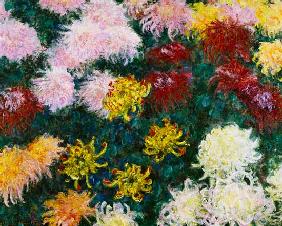 Chrysanthemen