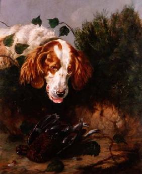 Just Shot - Spaniel with a Dead Grouse