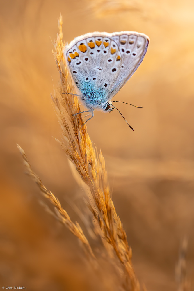 Gemeiner blauer Schmetterling from Cristi Dadalau