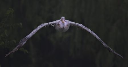 Täglicher Flug