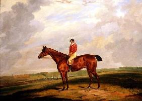 Racehorse with Jockey Up