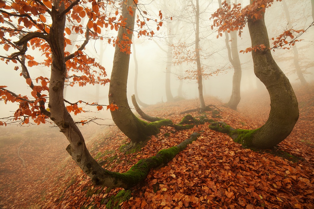 Herbstkraken im Erzgebirge from Daniel Rericha
