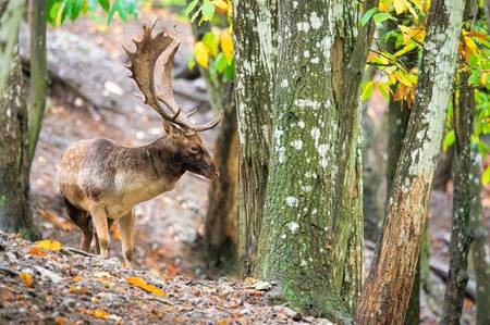 Fallow deer