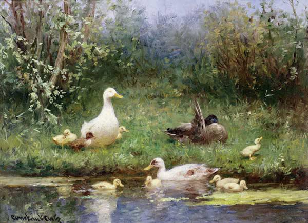 Ducks on a riverbank