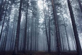 Mysterious foggy forest.