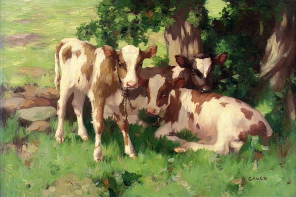 Three Calves in the Shade of a Tree from David Gauld