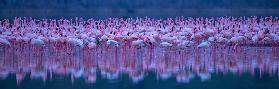 Flamingos