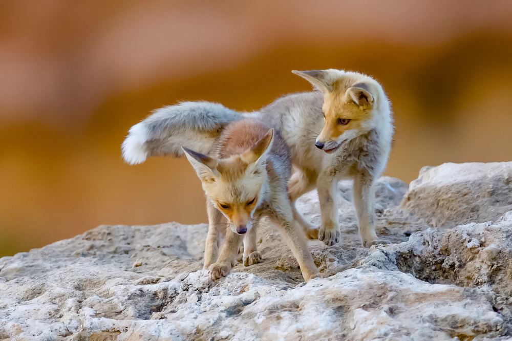 Familie Fuchs from David Manusevich