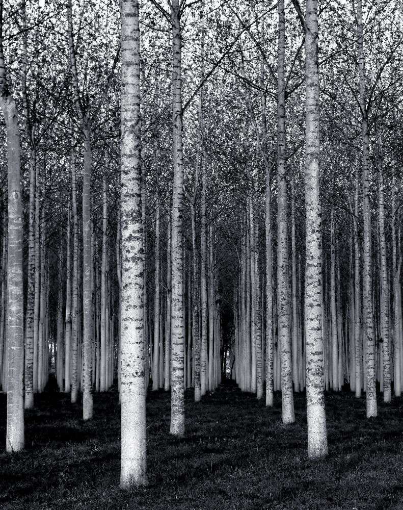 The Forest For The Trees from David Scarbrough