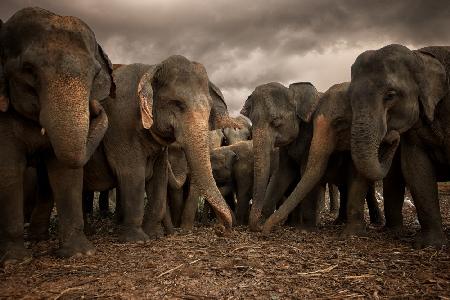 Elefanten aus Sri Lanka