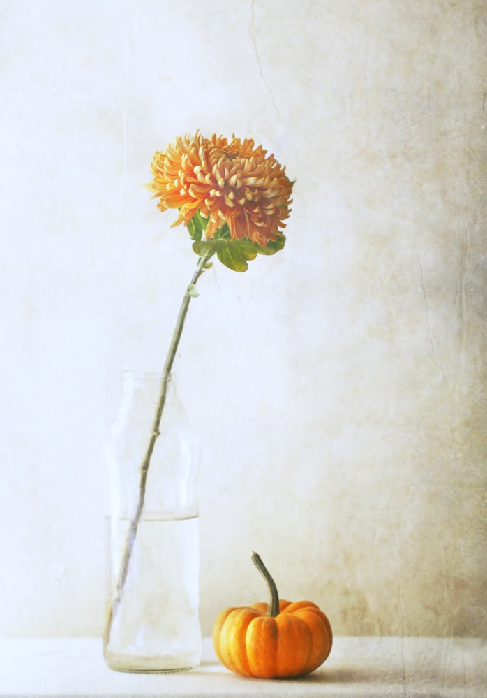Herbstblume from Delphine Devos