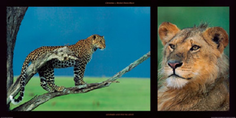 Leopard and Young Leon from Denis-huot