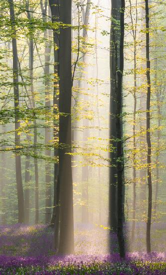 Nebliger Sonnenaufgang im Hallerbos