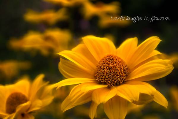 Earth laughs in flowers, gelbe Blüten, Bild 3 von 3 from Dennis Wetzel