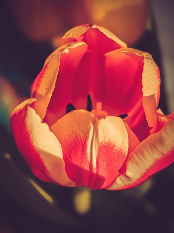 Rote Tulpe im Sonnenlicht, Blüte geöffnet. from Dennis Wetzel