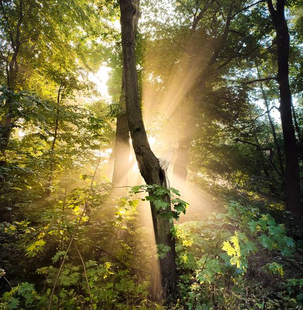 Sonne bricht durch Nebel im Wald 1 from Dennis Wetzel