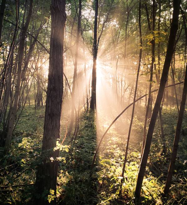 Sonne bricht durch Nebel im Wald 2 from Dennis Wetzel