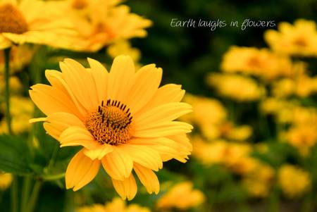 Earth laughs in flowers, gelbe Blüten, Bild 1 von 3