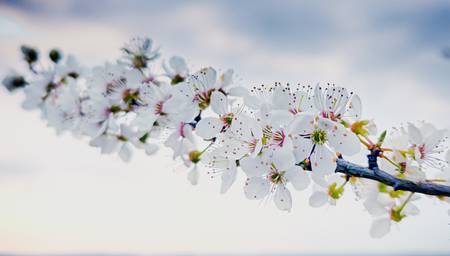 weißer Kirschblüten Zweig