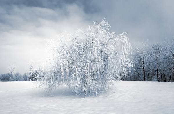 Wintertraum. Trauerweide mit Schnee bedeckt from Dennis Wetzel