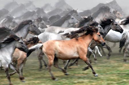 Wild Horses