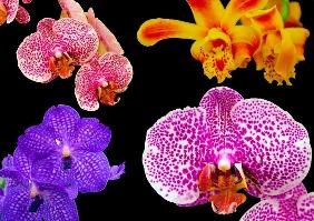 Orchideen